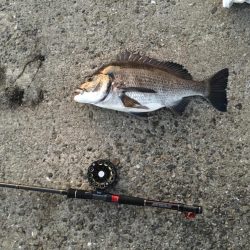 落とし込みでチヌ！まだ釣れる！！